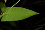 Halberdleaf tearthumb